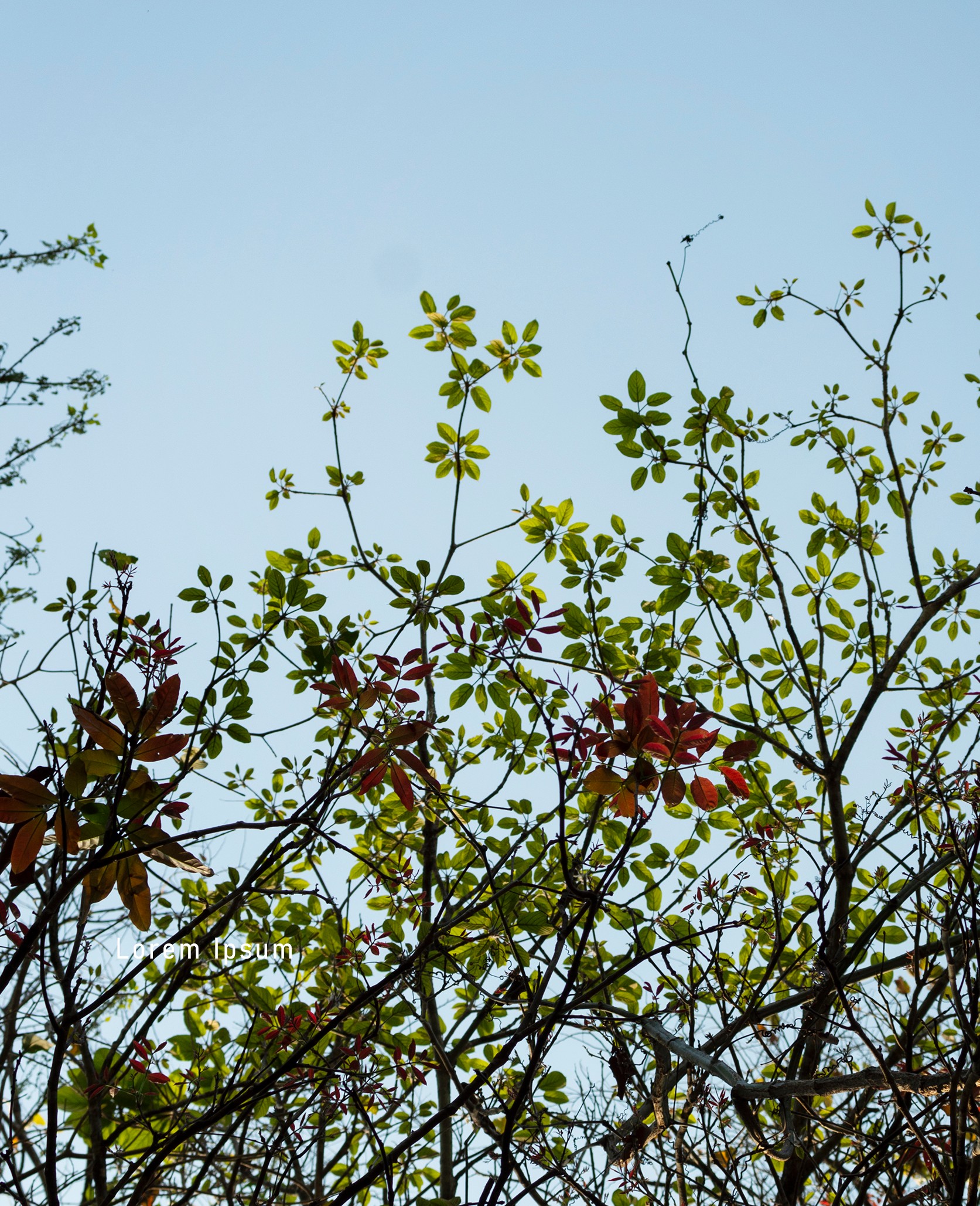 Photowalk with Dr Linto John at Chimmony wildlife sanctuary
