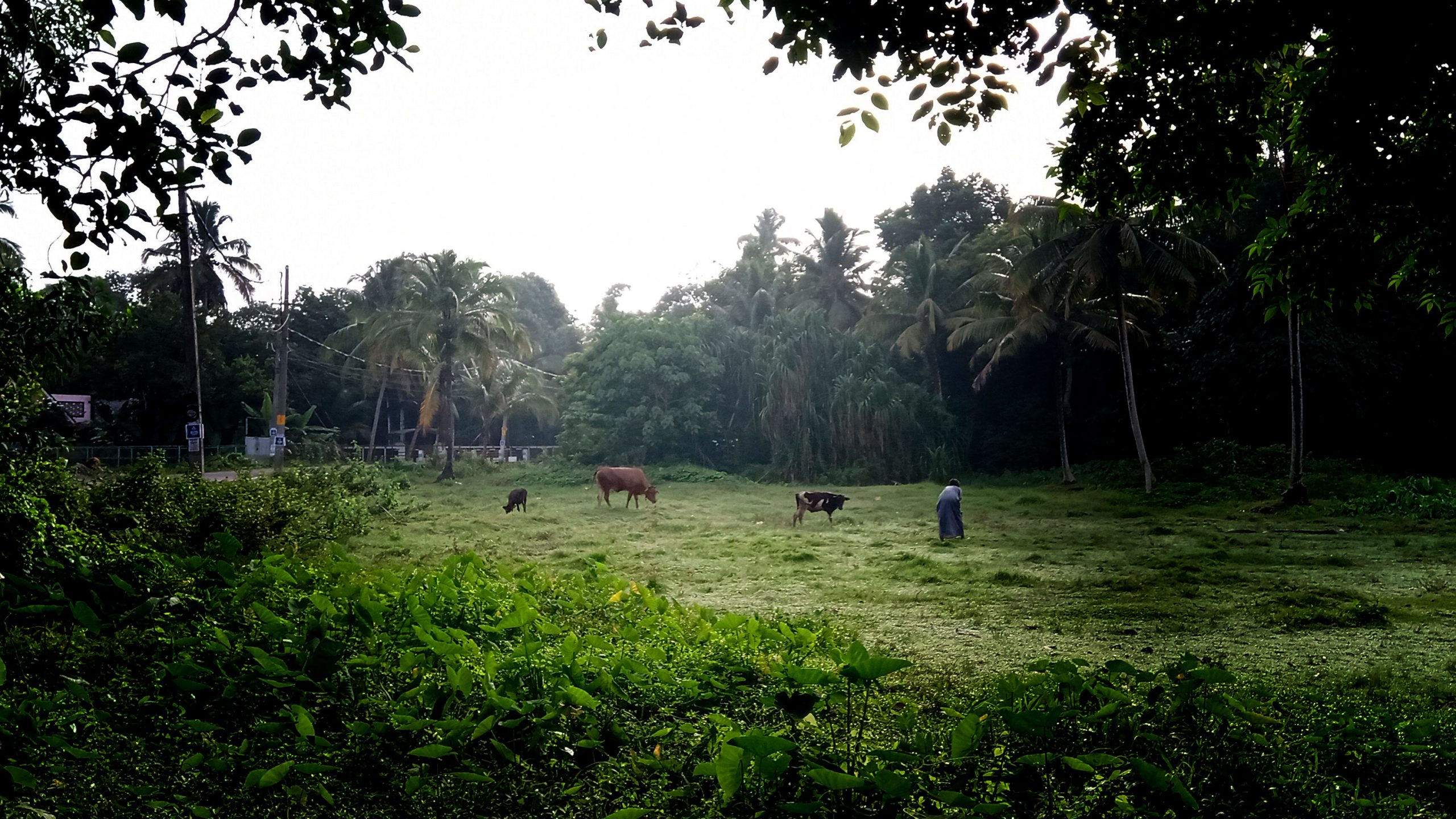 Golden Light – a Cinematic Walk